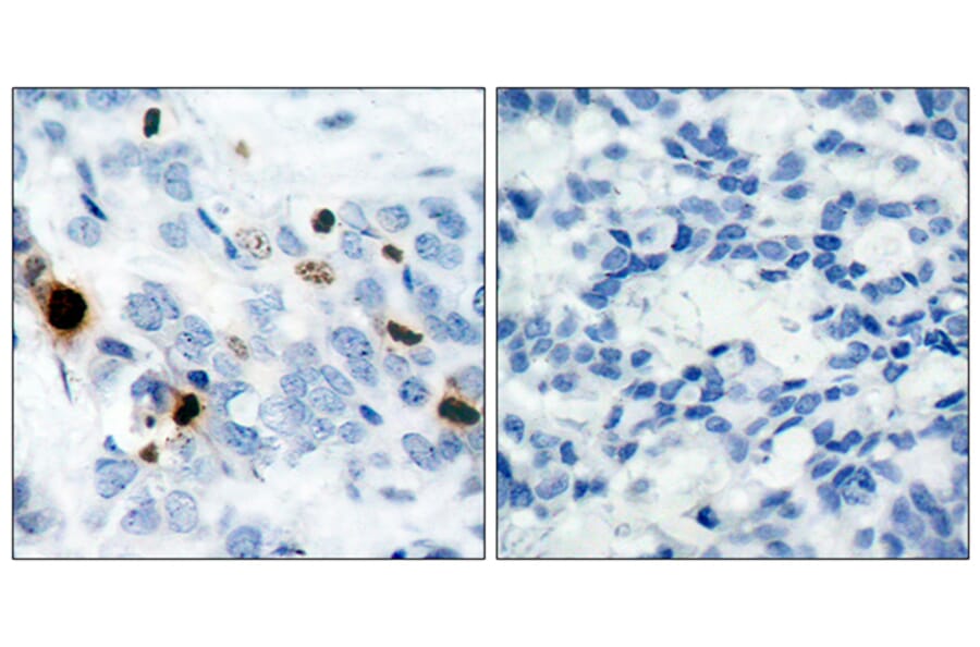 Immunohistochemistry - Anti-Histone H3.1 (phospho Ser10) Antibody (A7107) - Antibodies.com
