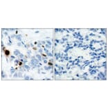 Immunohistochemistry - Anti-Histone H3.1 (phospho Ser10) Antibody (A7107) - Antibodies.com