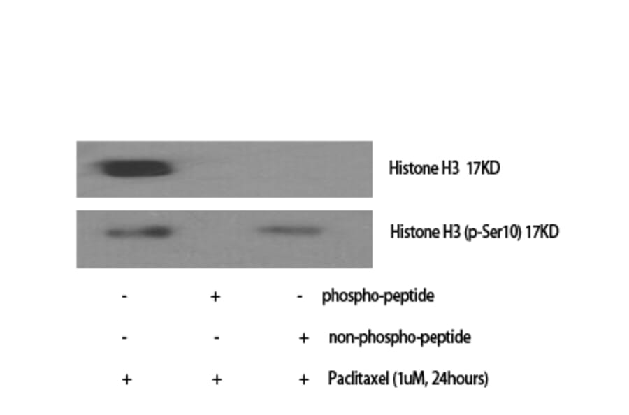 Western Blot - Anti-Histone H3.1 (phospho Ser10) Antibody (A7107) - Antibodies.com