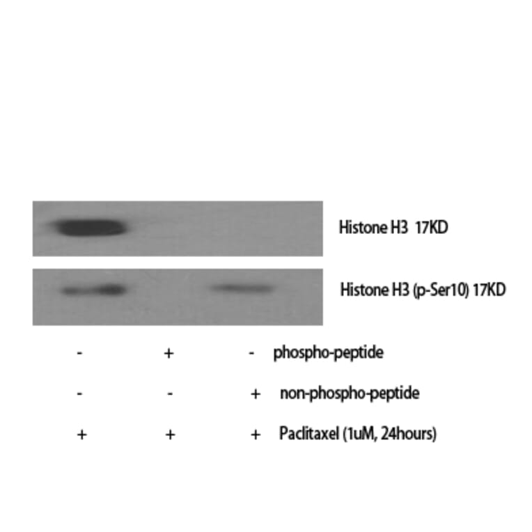 Western Blot - Anti-Histone H3.1 (phospho Ser10) Antibody (A7107) - Antibodies.com