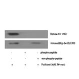 Western Blot - Anti-Histone H3.1 (phospho Ser10) Antibody (A7107) - Antibodies.com