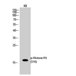 Western Blot - Anti-Histone H3.1 (phospho Ser10) Antibody (A7107) - Antibodies.com