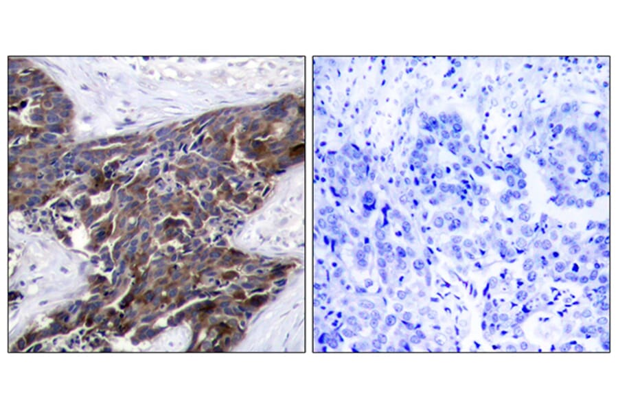 Immunohistochemistry - Anti-Connexin 43 (phospho Ser367) Antibody (A7048) - Antibodies.com