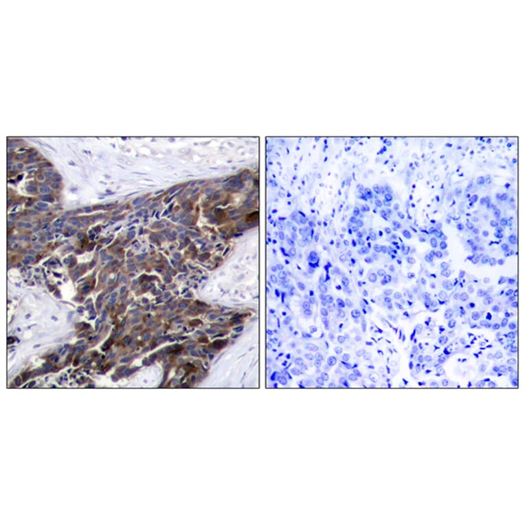 Immunohistochemistry - Anti-Connexin 43 (phospho Ser367) Antibody (A7048) - Antibodies.com