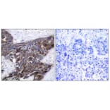 Immunohistochemistry - Anti-Connexin 43 (phospho Ser367) Antibody (A7048) - Antibodies.com
