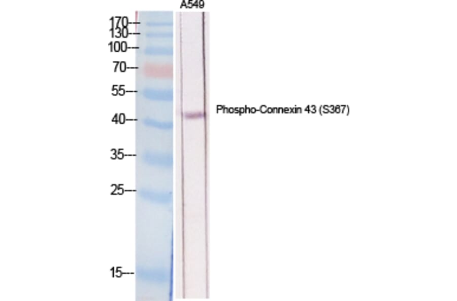 Western Blot - Anti-Connexin 43 (phospho Ser367) Antibody (A7048) - Antibodies.com