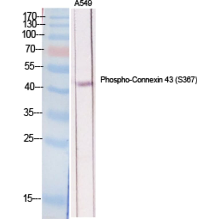 Western Blot - Anti-Connexin 43 (phospho Ser367) Antibody (A7048) - Antibodies.com