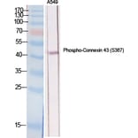 Western Blot - Anti-Connexin 43 (phospho Ser367) Antibody (A7048) - Antibodies.com
