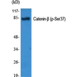 Western Blot - Anti-Catenin-beta (phospho Ser37) Antibody (A7023) - Antibodies.com