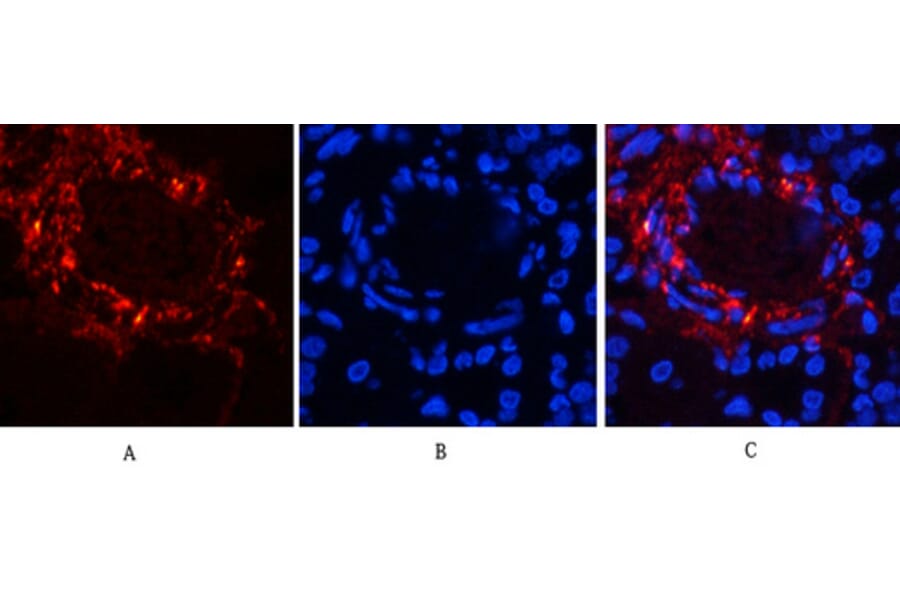 Immunofluorescence - Anti-Catenin-beta (phospho Ser37) Antibody (A7023) - Antibodies.com