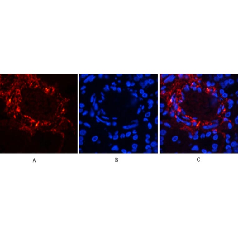 Immunofluorescence - Anti-Catenin-beta (phospho Ser37) Antibody (A7023) - Antibodies.com