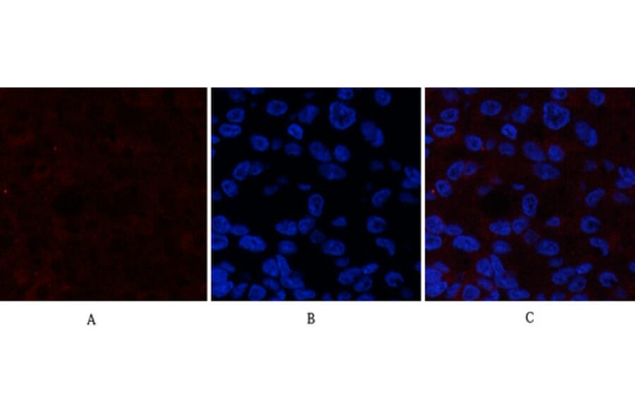 Immunofluorescence - Anti-Catenin-beta (phospho Ser37) Antibody (A7023) - Antibodies.com