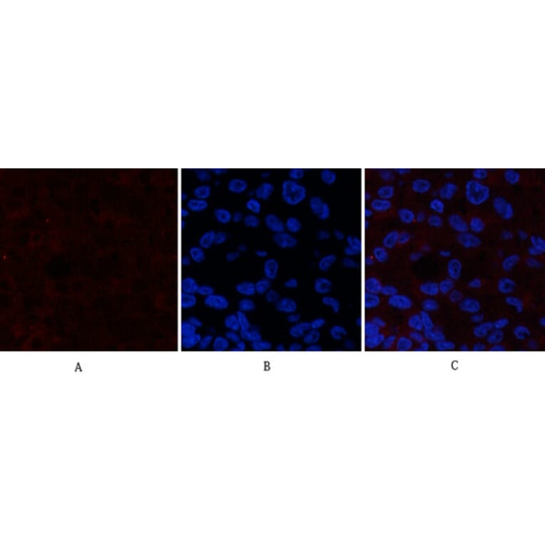 Immunofluorescence - Anti-Catenin-beta (phospho Ser37) Antibody (A7023) - Antibodies.com