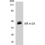 Western Blot - Anti-Adrenergic Receptor alpha-2A Antibody (R12-2458) - Antibodies.com