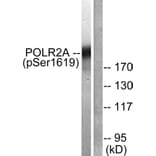 Western Blot - Anti-POLR2A (phospho Ser1619) Antibody (A0082) - Antibodies.com