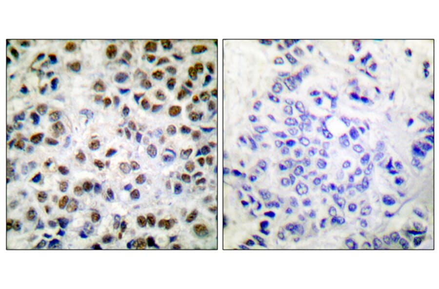 Immunohistochemistry - Anti-POLR2A (phospho Ser1619) Antibody (A0082) - Antibodies.com