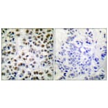 Immunohistochemistry - Anti-POLR2A (phospho Ser1619) Antibody (A0082) - Antibodies.com