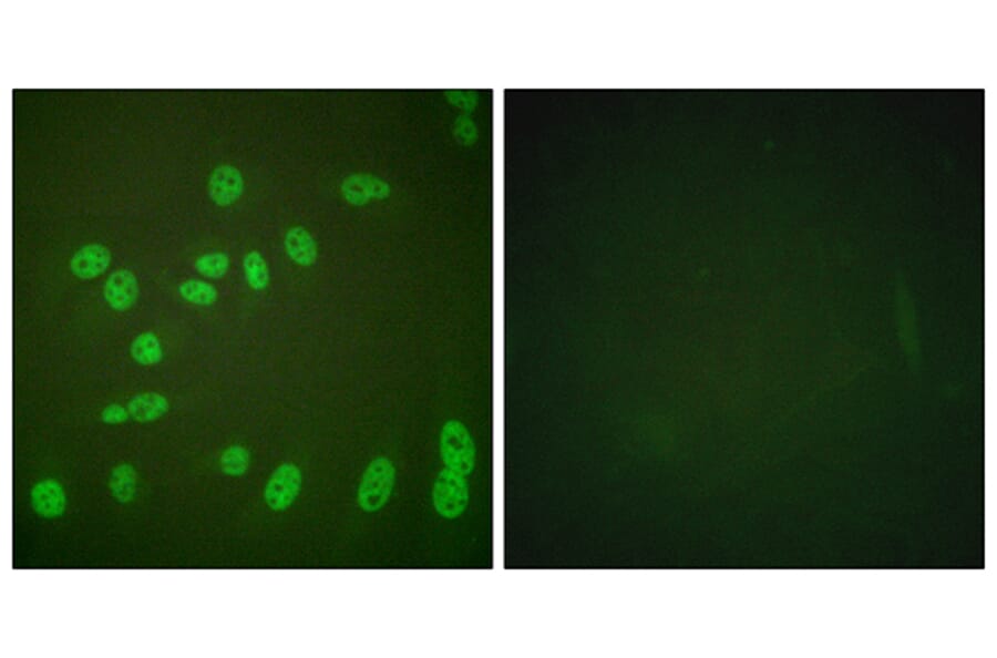 Immunofluorescence - Anti-POLR2A (phospho Ser1619) Antibody (A0082) - Antibodies.com