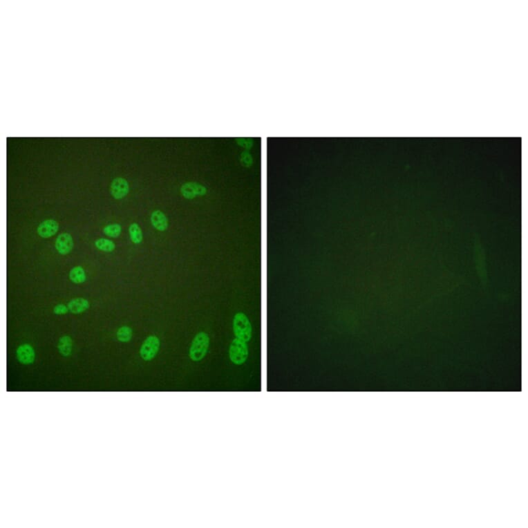 Immunofluorescence - Anti-POLR2A (phospho Ser1619) Antibody (A0082) - Antibodies.com