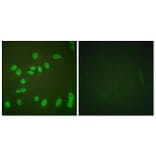 Immunofluorescence - Anti-POLR2A (phospho Ser1619) Antibody (A0082) - Antibodies.com