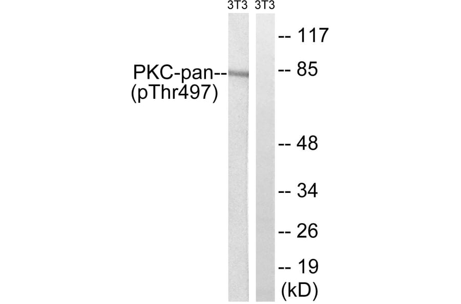 Western Blot - Anti-PKC-pan (phospho Thr497) Antibody (A0803) - Antibodies.com