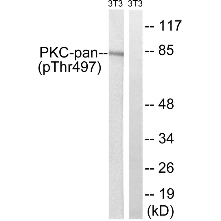 Western Blot - Anti-PKC-pan (phospho Thr497) Antibody (A0803) - Antibodies.com