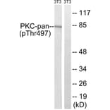 Western Blot - Anti-PKC-pan (phospho Thr497) Antibody (A0803) - Antibodies.com