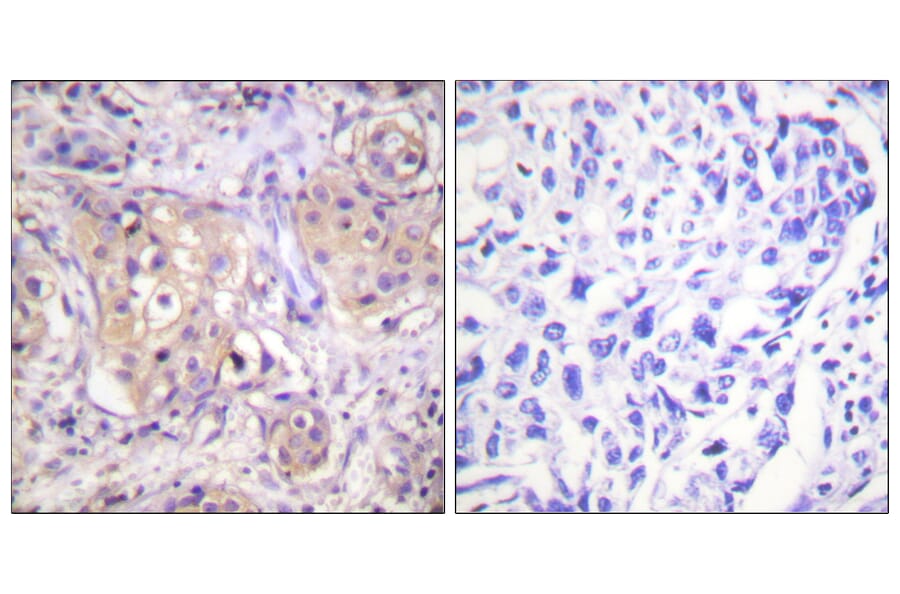 Immunohistochemistry - Anti-PKC-pan (phospho Thr497) Antibody (A0803) - Antibodies.com