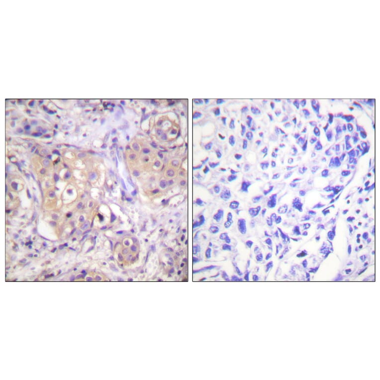 Immunohistochemistry - Anti-PKC-pan (phospho Thr497) Antibody (A0803) - Antibodies.com