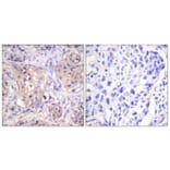 Immunohistochemistry - Anti-PKC-pan (phospho Thr497) Antibody (A0803) - Antibodies.com