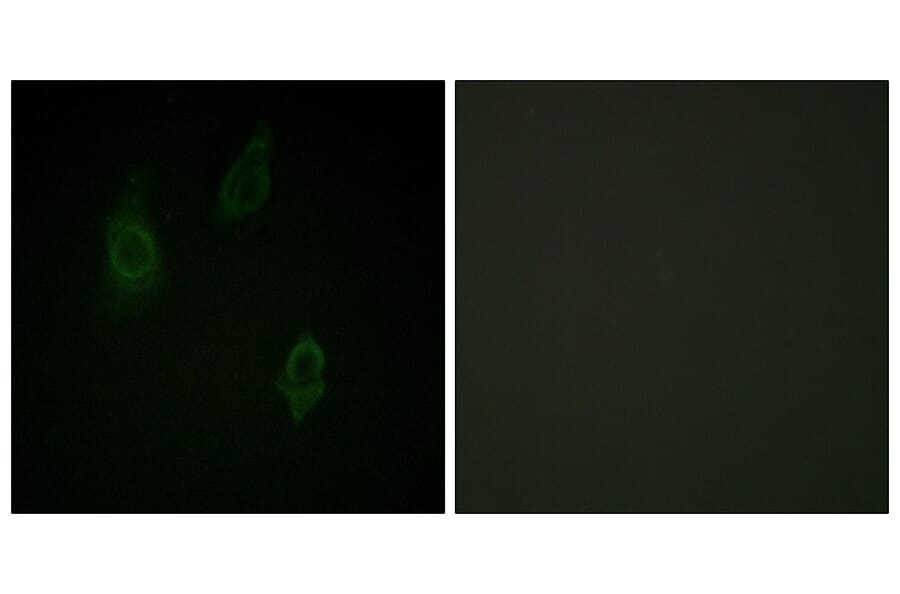 Immunofluorescence - Anti-PKC-pan (phospho Thr497) Antibody (A0803) - Antibodies.com