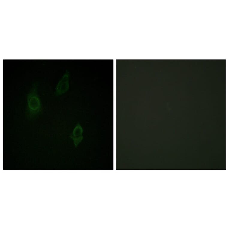 Immunofluorescence - Anti-PKC-pan (phospho Thr497) Antibody (A0803) - Antibodies.com