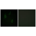 Immunofluorescence - Anti-PKC-pan (phospho Thr497) Antibody (A0803) - Antibodies.com
