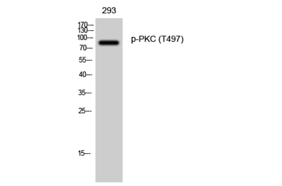 Western Blot - Anti-PKC-pan (phospho Thr497) Antibody (A0803) - Antibodies.com