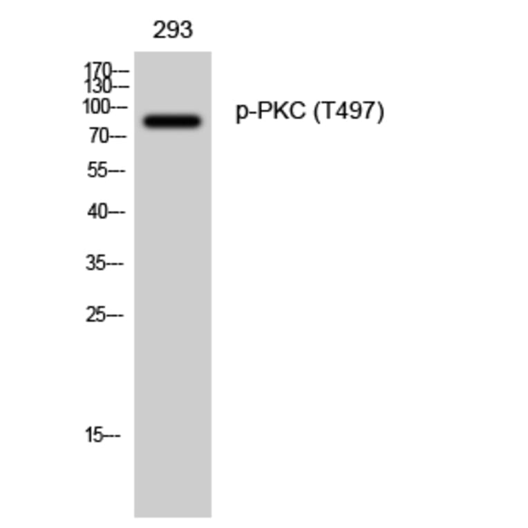 Western Blot - Anti-PKC-pan (phospho Thr497) Antibody (A0803) - Antibodies.com