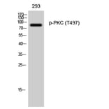 Western Blot - Anti-PKC-pan (phospho Thr497) Antibody (A0803) - Antibodies.com