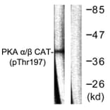 Western Blot - Anti-PKA CAT (phospho Thr197) Antibody (A0548) - Antibodies.com