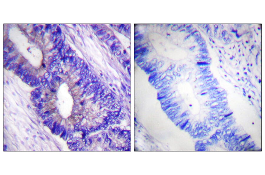 Immunohistochemistry - Anti-PKA CAT (phospho Thr197) Antibody (A0548) - Antibodies.com