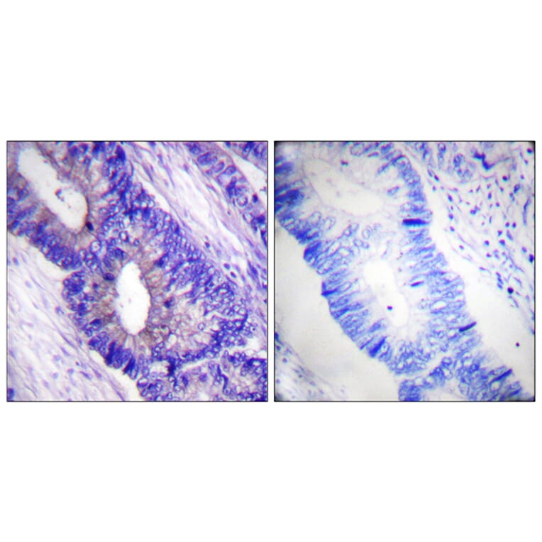 Immunohistochemistry - Anti-PKA CAT (phospho Thr197) Antibody (A0548) - Antibodies.com