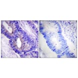 Immunohistochemistry - Anti-PKA CAT (phospho Thr197) Antibody (A0548) - Antibodies.com