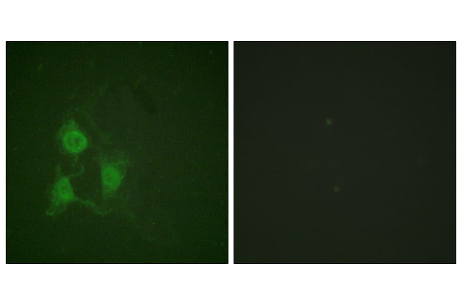 Immunofluorescence - Anti-PKA CAT (phospho Thr197) Antibody (A0548) - Antibodies.com