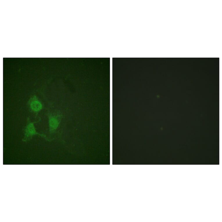 Immunofluorescence - Anti-PKA CAT (phospho Thr197) Antibody (A0548) - Antibodies.com