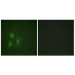 Immunofluorescence - Anti-PKA CAT (phospho Thr197) Antibody (A0548) - Antibodies.com