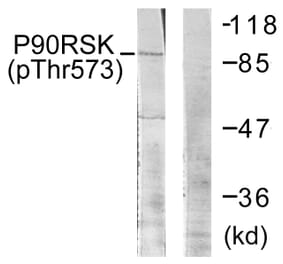 Western Blot - Anti-p90 RSK (phospho Thr573) Antibody (A0537) - Antibodies.com