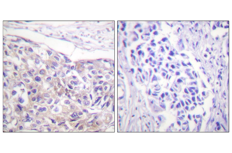 Immunohistochemistry - Anti-p90 RSK (phospho Thr573) Antibody (A0537) - Antibodies.com