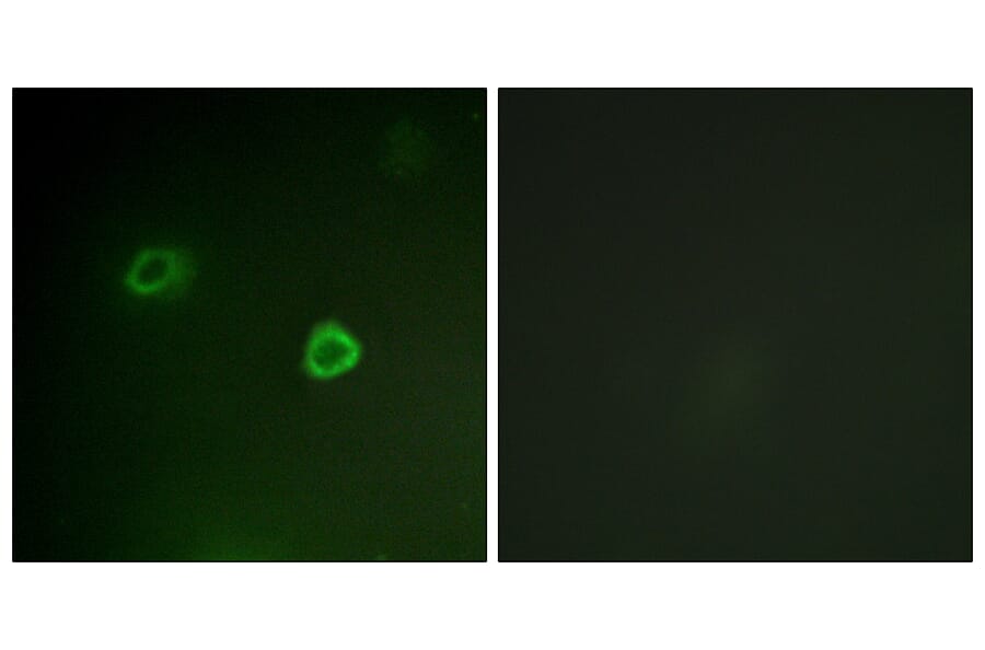Immunofluorescence - Anti-p90 RSK (phospho Thr573) Antibody (A0537) - Antibodies.com