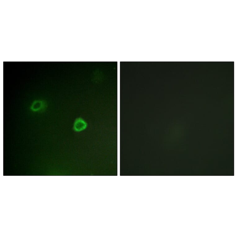 Immunofluorescence - Anti-p90 RSK (phospho Thr573) Antibody (A0537) - Antibodies.com