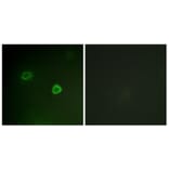 Immunofluorescence - Anti-p90 RSK (phospho Thr573) Antibody (A0537) - Antibodies.com