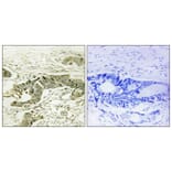 Immunohistochemistry - Anti-p90 RSK (phospho Thr573) Antibody (A0537) - Antibodies.com
