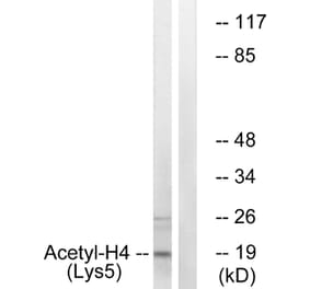 Western Blot - Anti-Histone H4 (acetyl Lys5) Antibody (D0011) - Antibodies.com